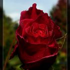 #...Rose.......#