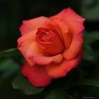 Rose # 7173