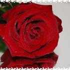 ***Rose***