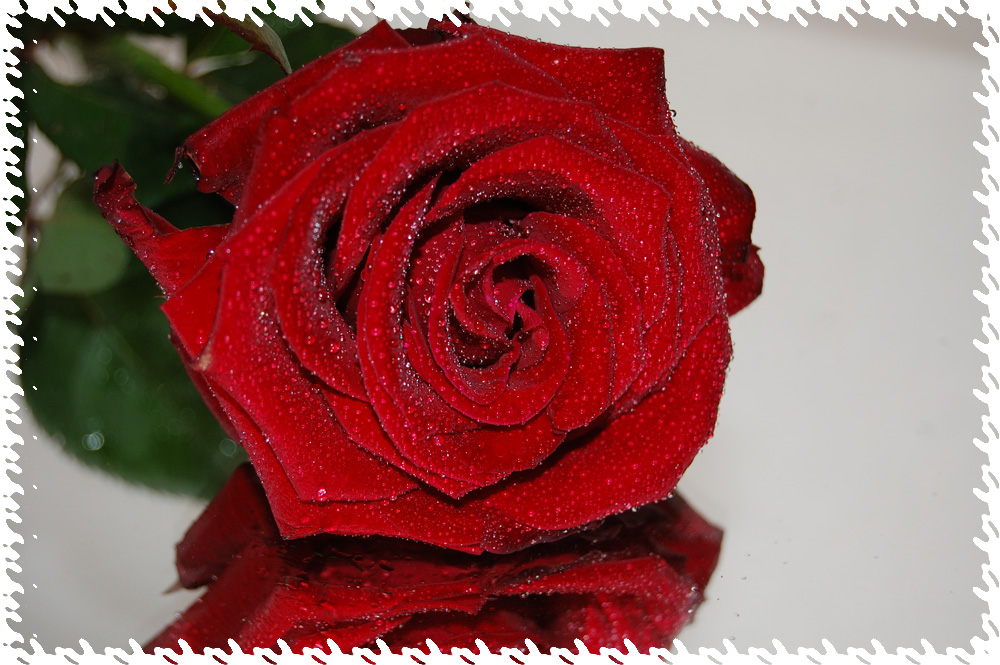 ***Rose***