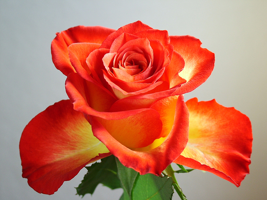 Rose (#8529)