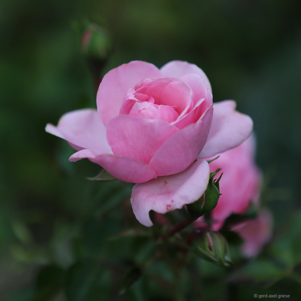 Rose # 8549