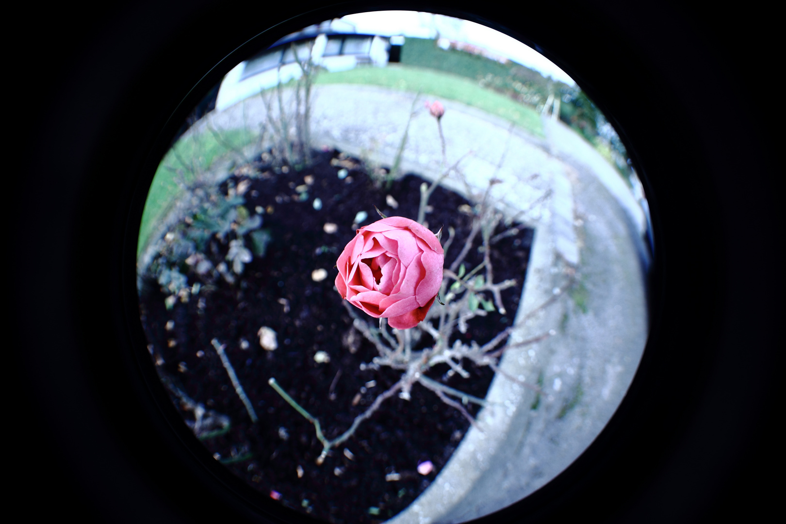 Rose