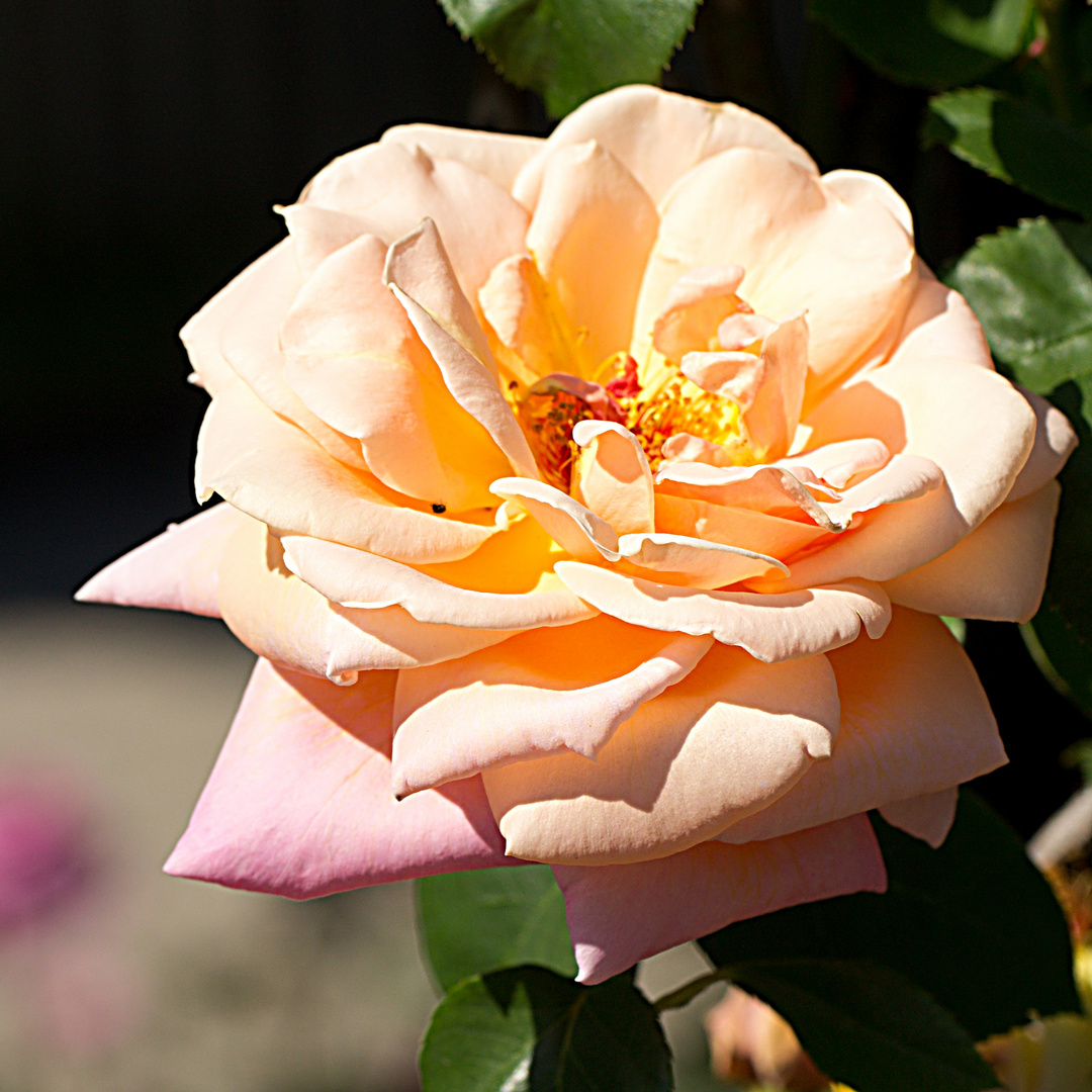 Rose 9