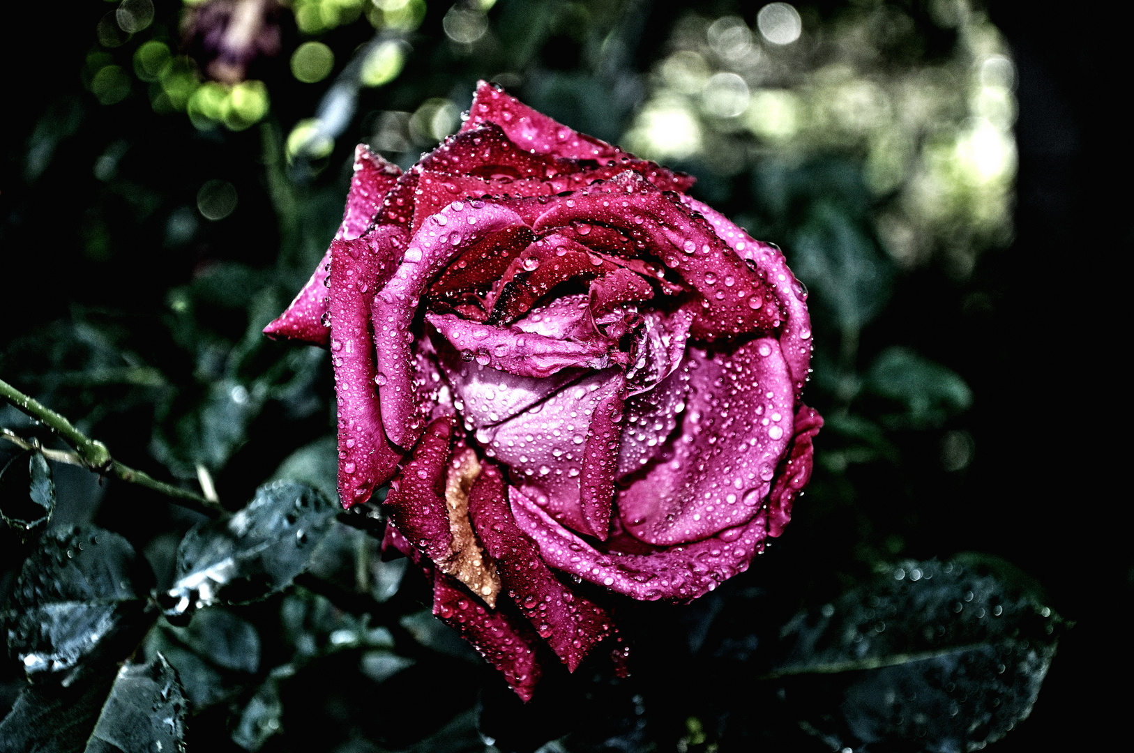 Rose