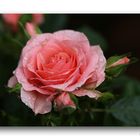 Rose # 9915