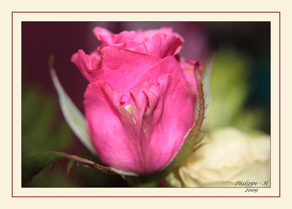 Rose à la loupe