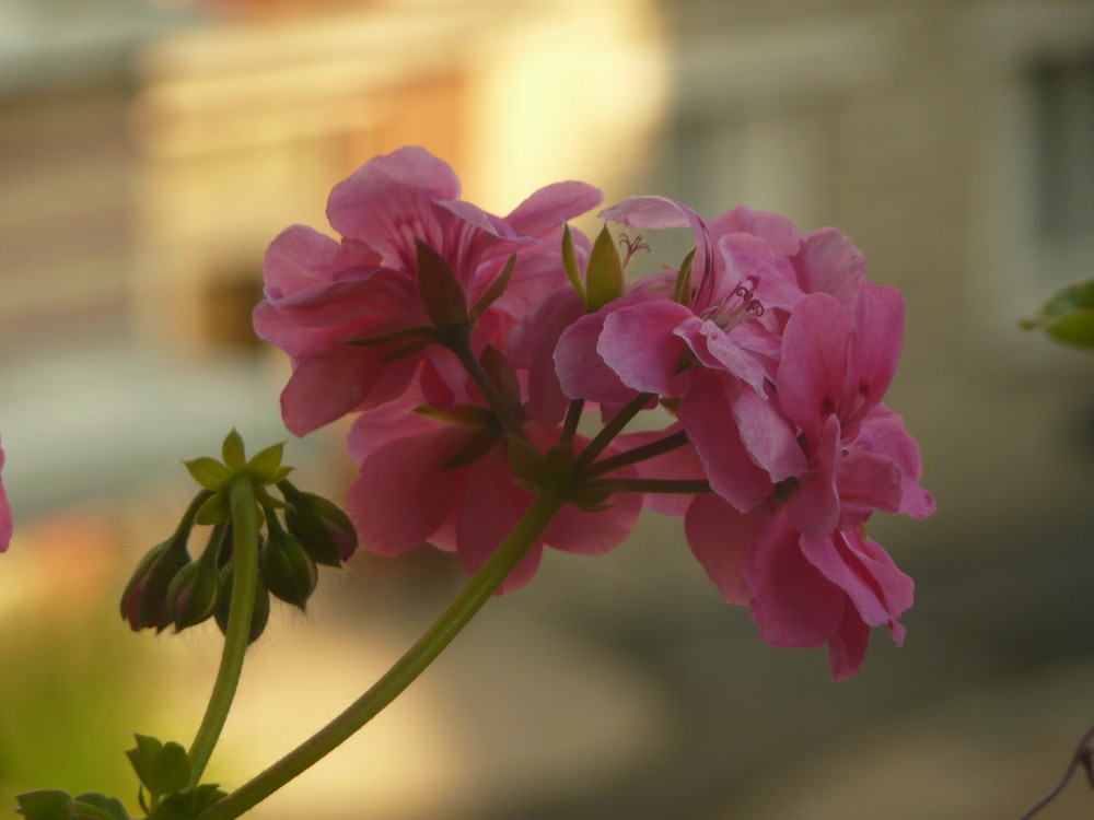 Rose à ma fenêtre