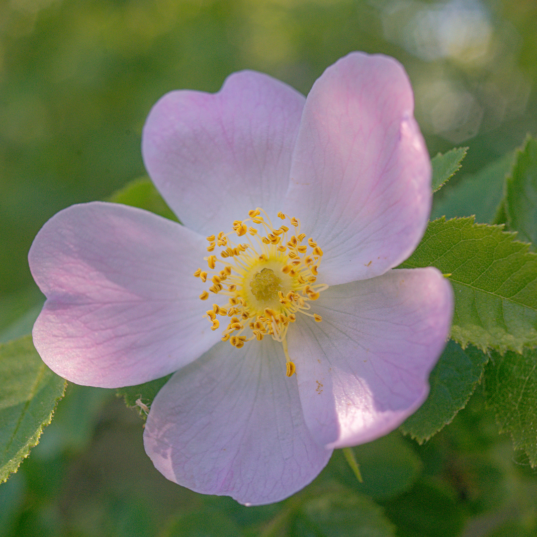 Rose à Rosenwiller