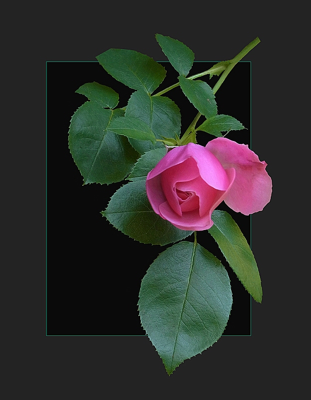 Rose