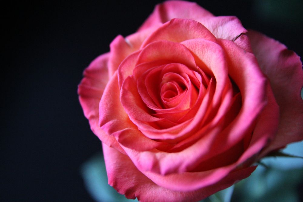 Rose //