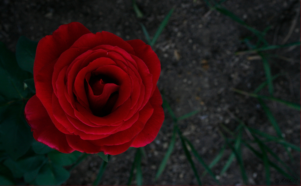 Rose ...