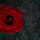 Rose ...