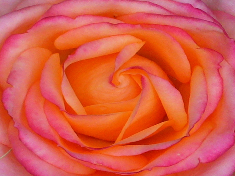 rose