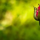 Rose About to Bloom