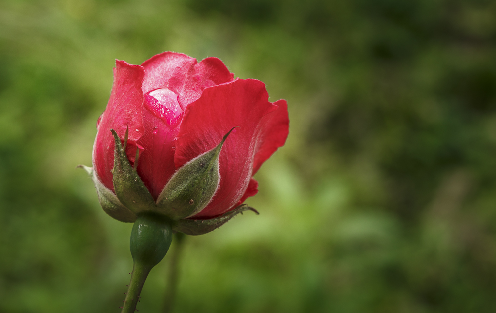 Rose About to Bloom II