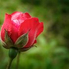 Rose About to Bloom II