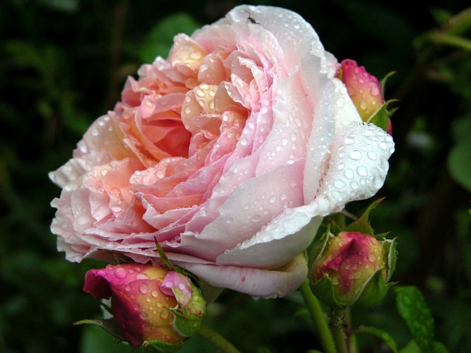 Rose "Abraham Darby"