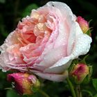 Rose "Abraham Darby"