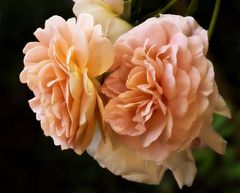 Rose "Abraham Darby"