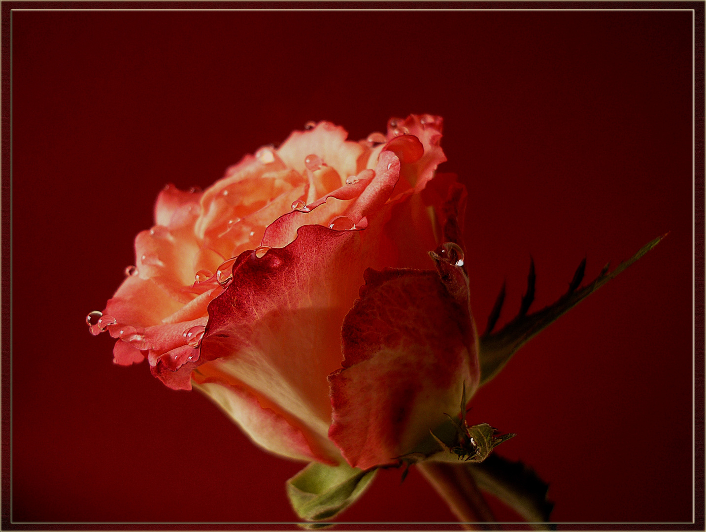 ~ Rose~