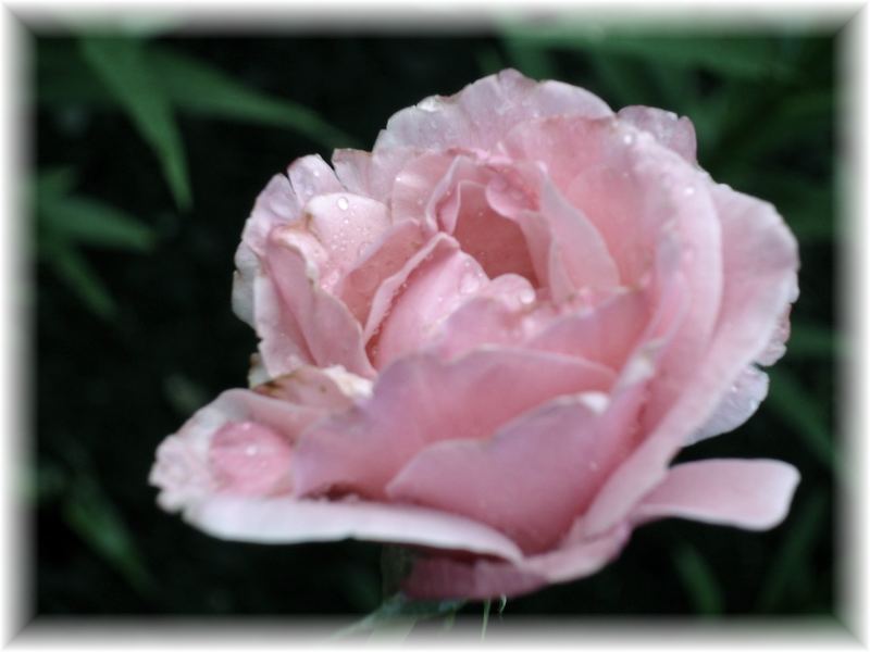 Rose after rain...