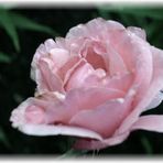 Rose after rain...