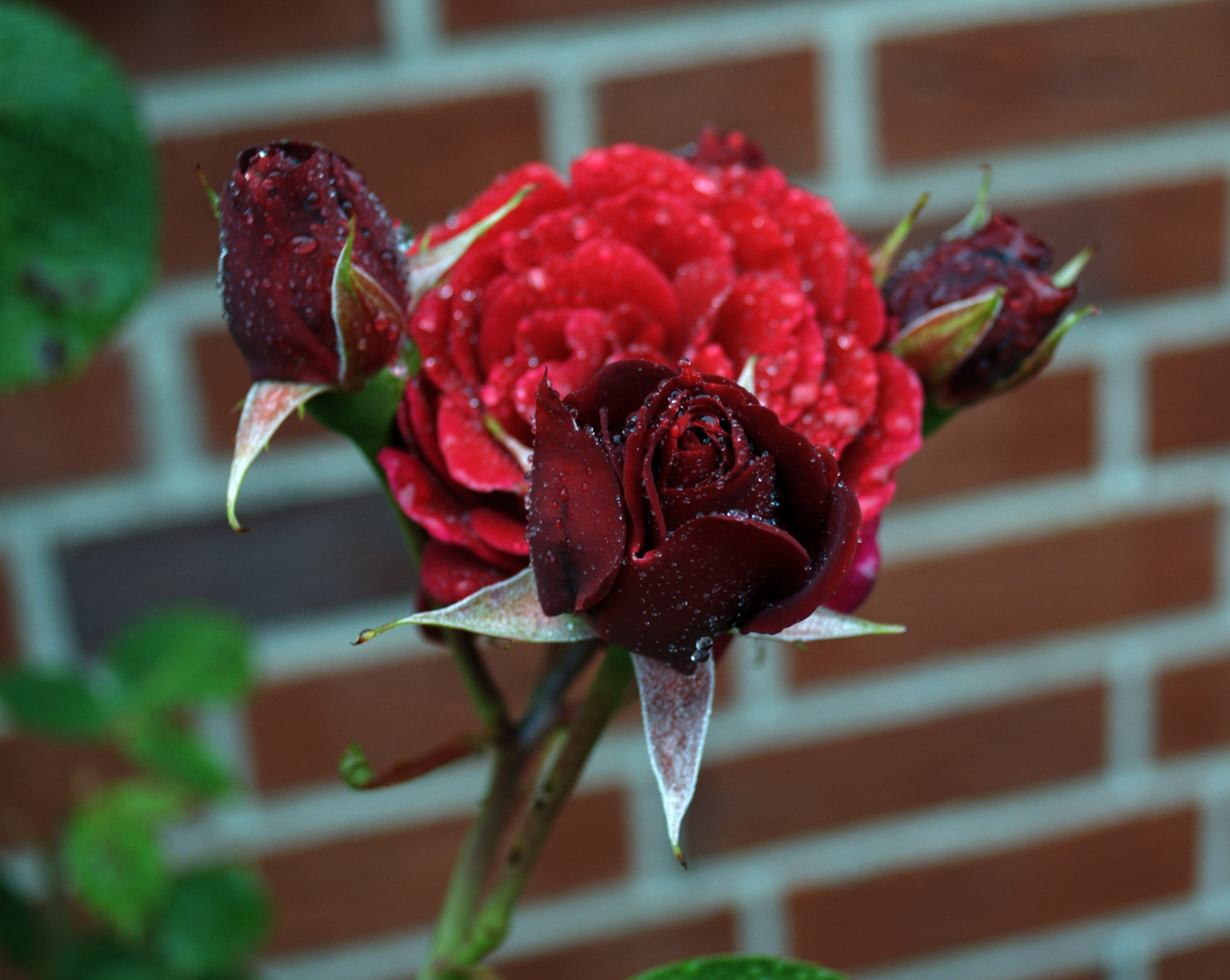 rose after rain