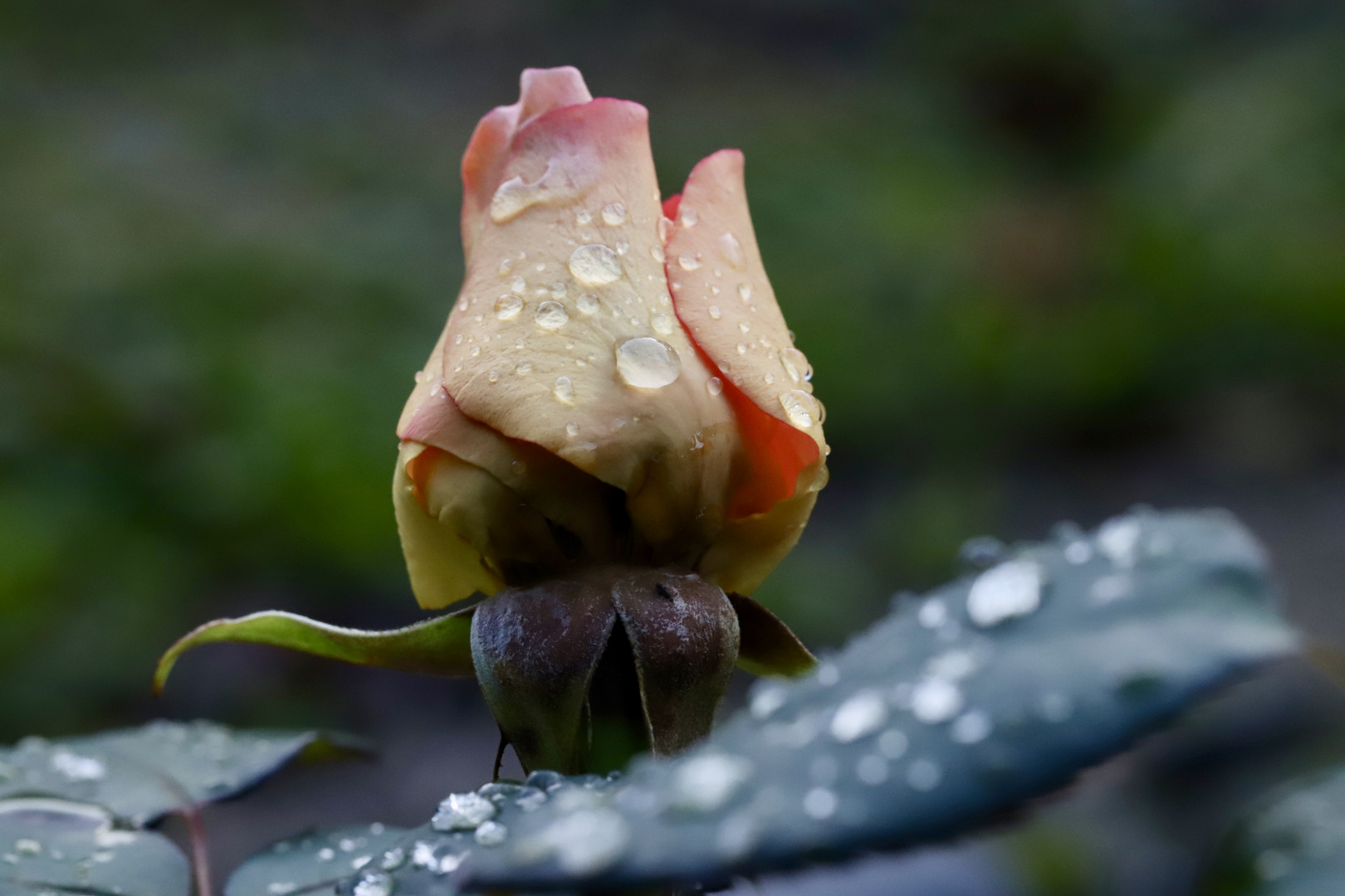 Rose after Rain