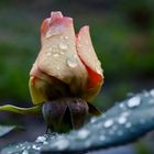 Rose after Rain