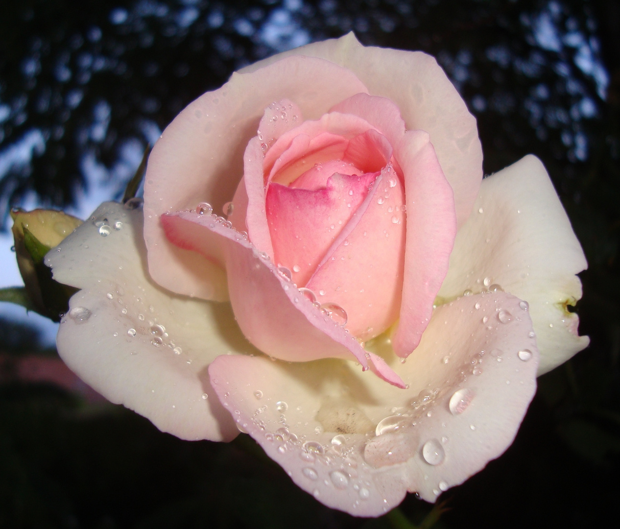 Rose After Rain