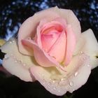 Rose After Rain