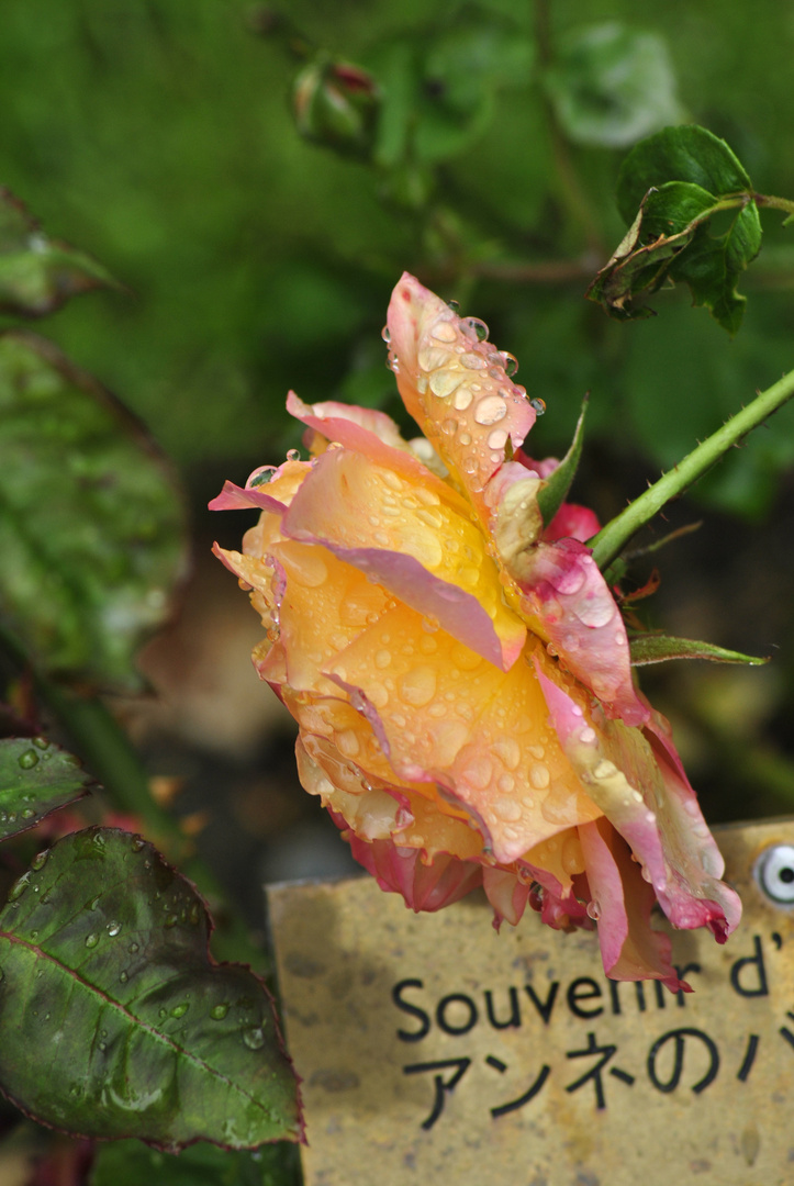 Rose after the rain