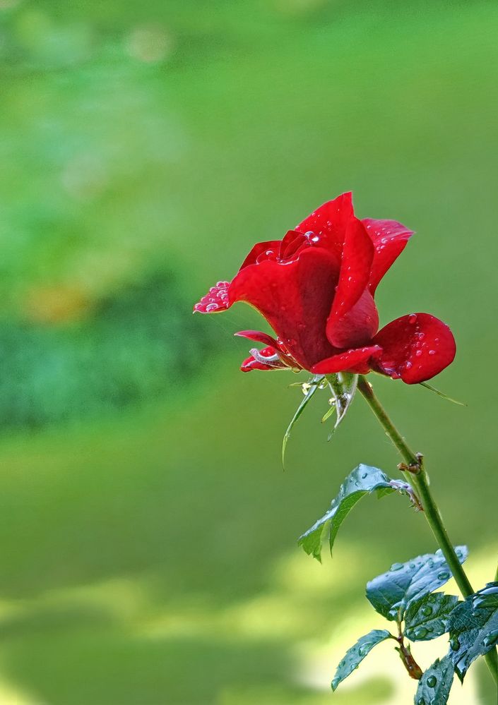 Rose after the rain...