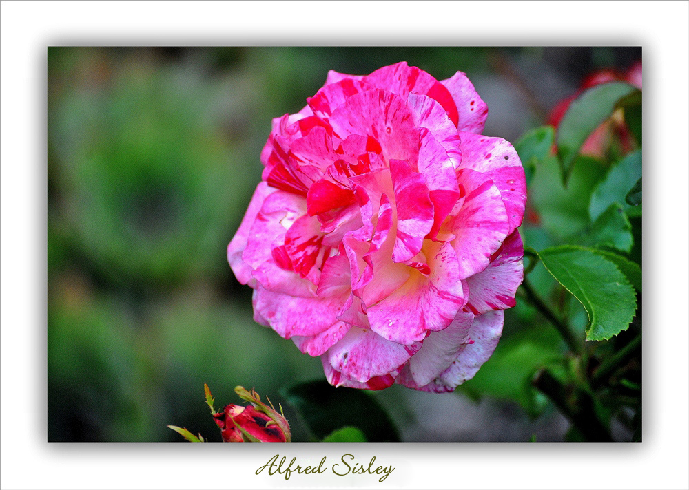 Rose "Alfred Sisley "
