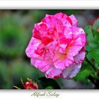 Rose "Alfred Sisley "