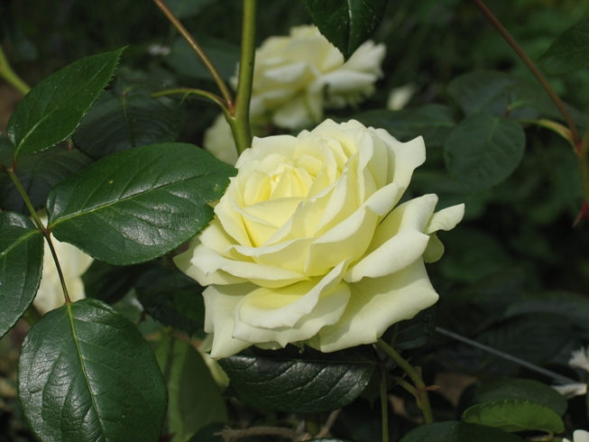 Rose als Andenken