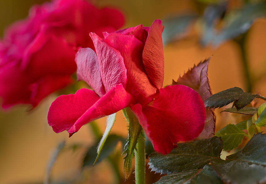 Rose als Fokus-Stack-Versuch