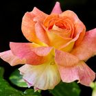 Rose als Mittwochsblümchen