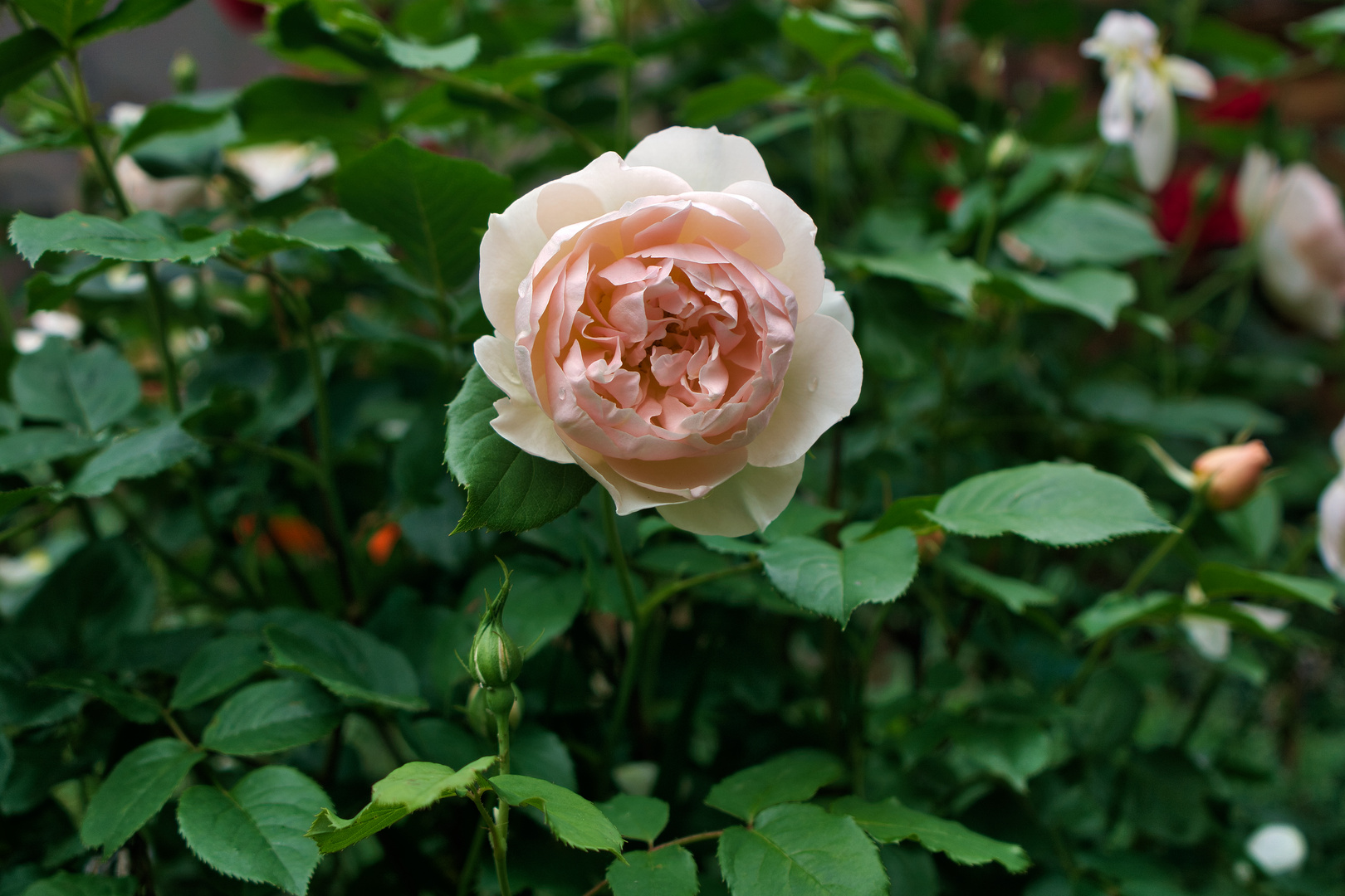 Rose altrosa