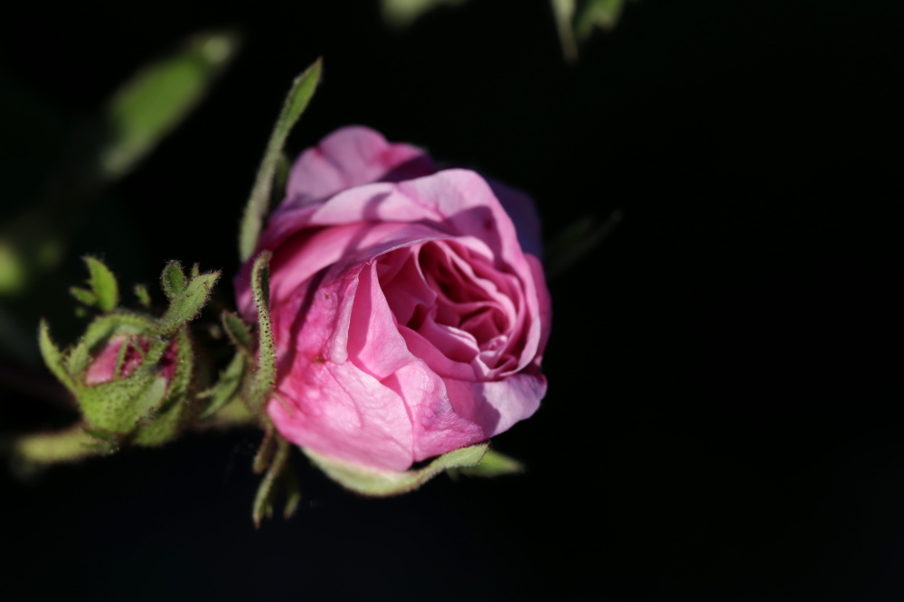 Rose am Abend