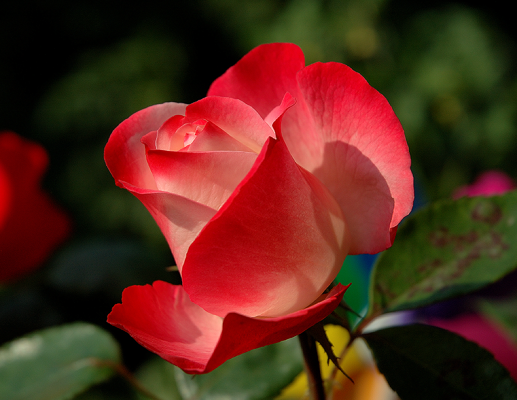 Rose am Balkon