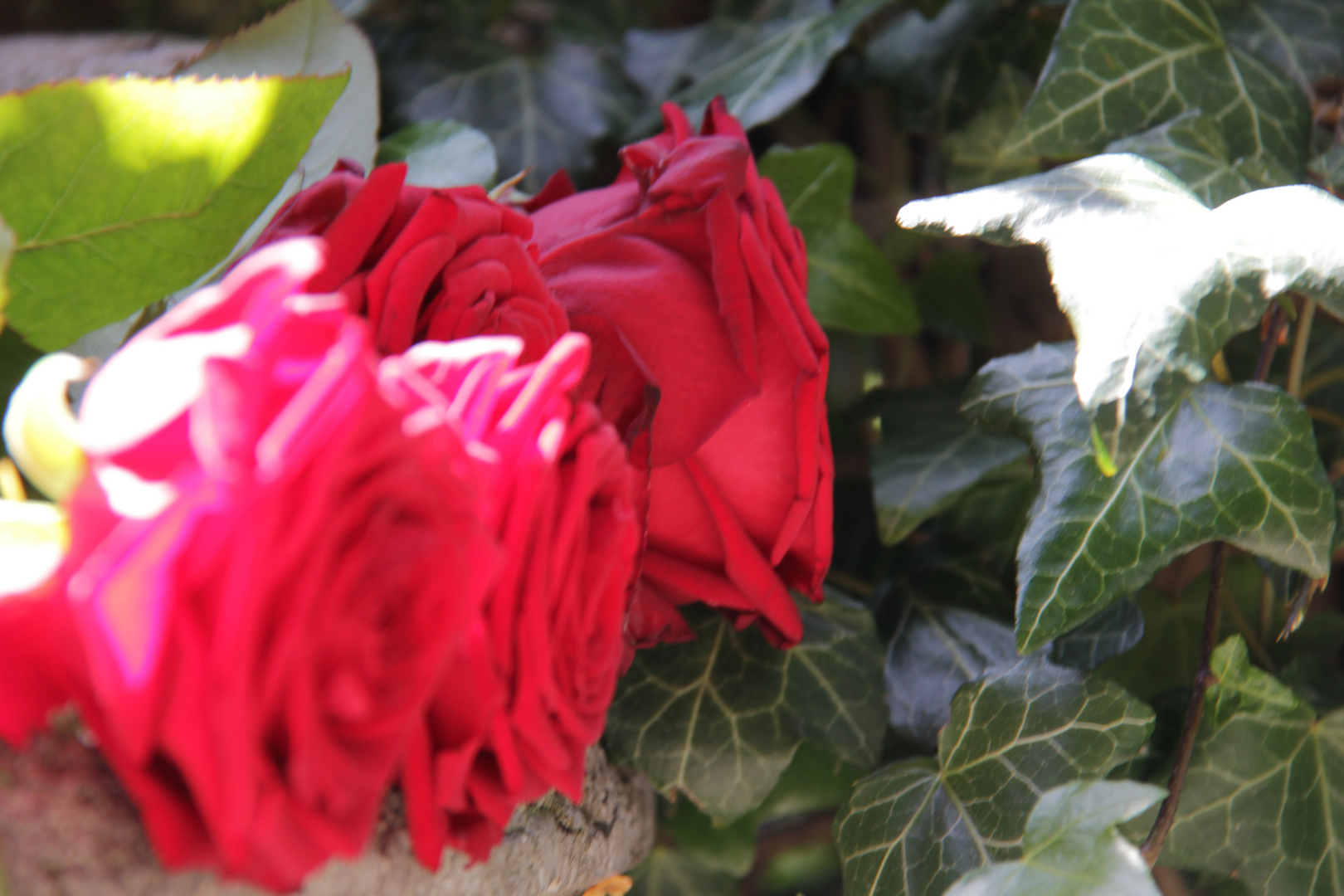 Rose am Brunnen