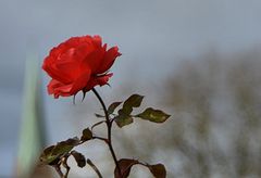 ROSE am DOM zu Schwerin