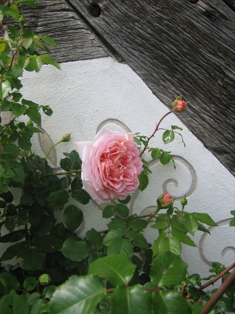 Rose am Fachwerk