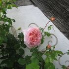 Rose am Fachwerk