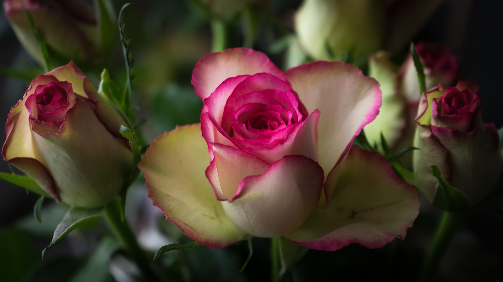 Rose am Fenster