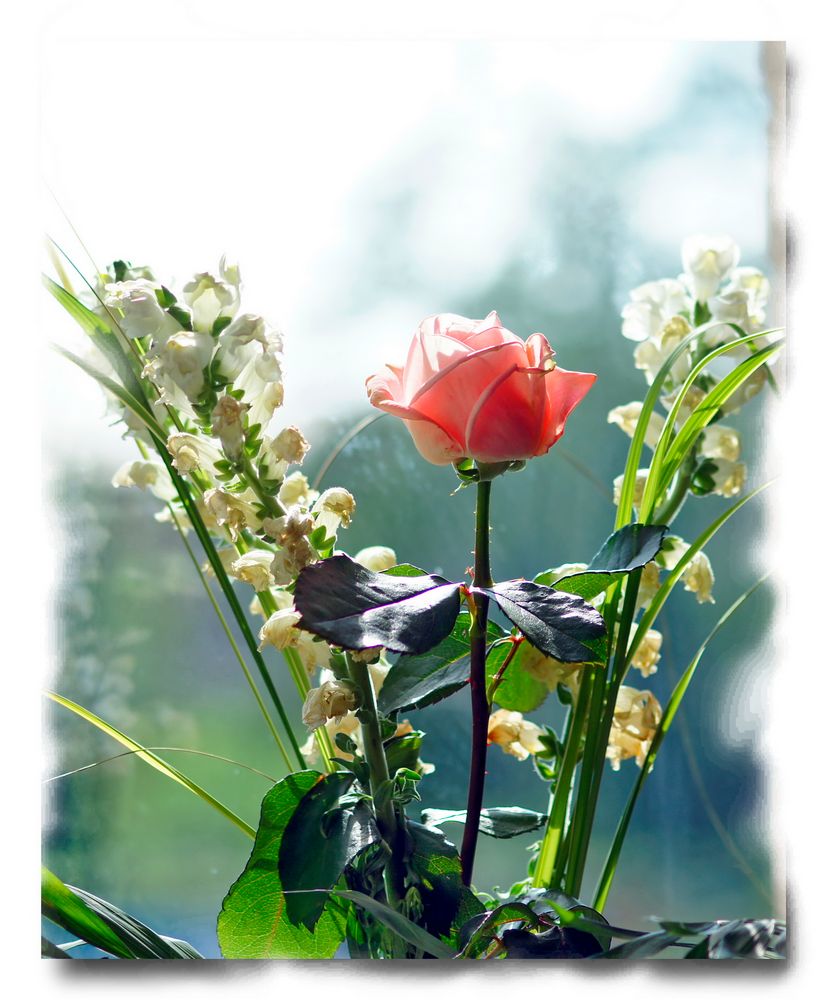 Rose am Fenster Foto &amp; Bild pflanzen, pilze &amp; flechten