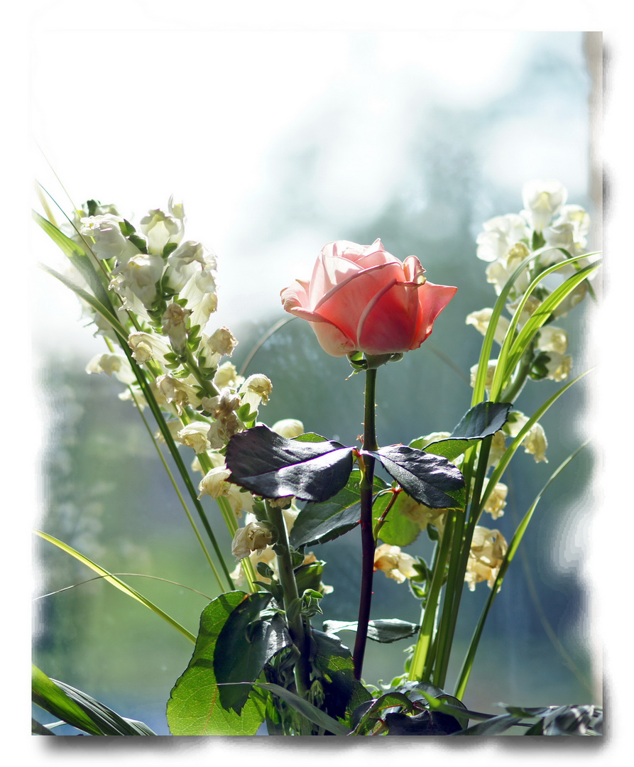 Rose am Fenster