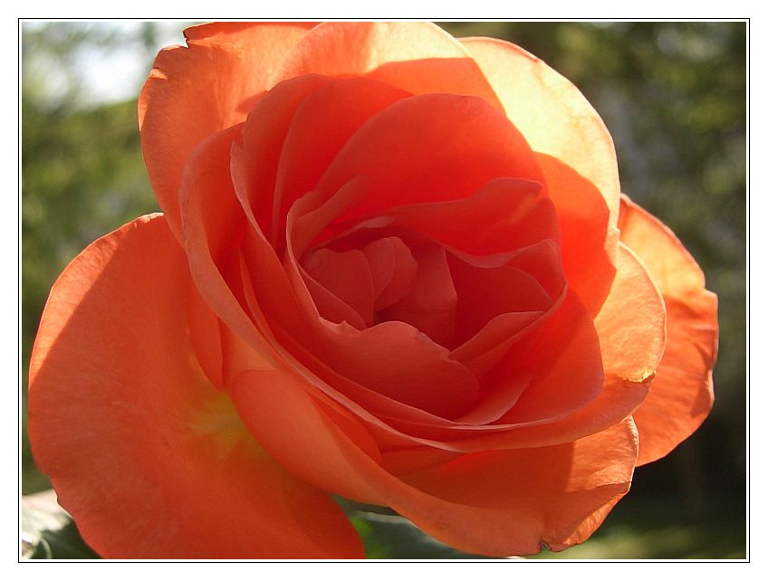 Rose am Fenster